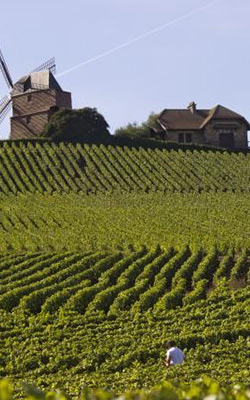 vignes
